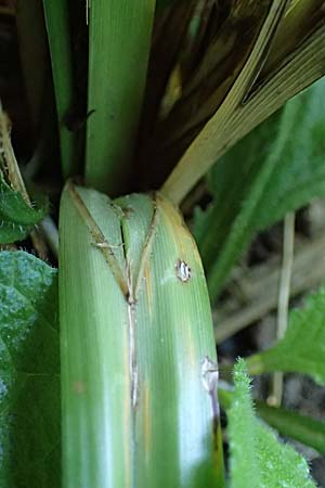 Carex pendula s.str. \ Westliche H�nge-Segge / Western Pendulous Sedge, Western Hanging Sedge, D Hemsbach 20.7.2022