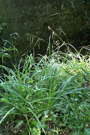 Carex pendula s.str. \ Westliche H�nge-Segge / Western Pendulous Sedge, Western Hanging Sedge, D Hemsbach 20.7.2022