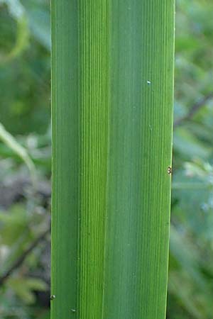 Carex pendula s.str. \ Westliche H�nge-Segge / Western Pendulous Sedge, Western Hanging Sedge, D Hemsbach 20.7.2022