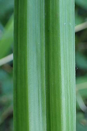 Carex pendula s.str. \ Westliche H�nge-Segge / Western Pendulous Sedge, Western Hanging Sedge, D Hemsbach 20.7.2022