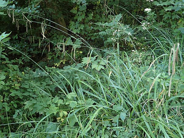 Carex pendula s.str. \ Westliche H�nge-Segge / Western Pendulous Sedge, Western Hanging Sedge, D Weinheim an der Bergstra&szlig;e 20.7.2022