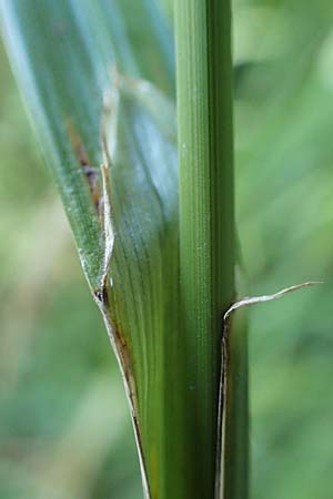 Carex pendula s.str. \ Westliche H�nge-Segge / Western Pendulous Sedge, Western Hanging Sedge, D Weinheim an der Bergstra&szlig;e 20.7.2022