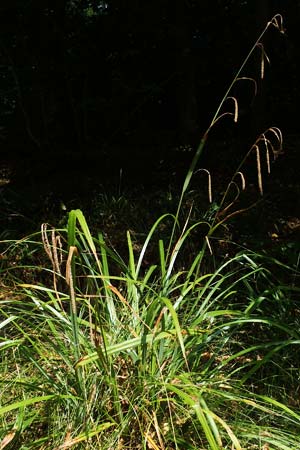 Carex pendula s.str. \ Westliche H�nge-Segge / Western Pendulous Sedge, Western Hanging Sedge, D Schriesheim 27.7.2022