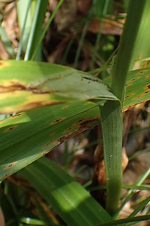 Carex pendula s.str. \ Westliche H�nge-Segge / Western Pendulous Sedge, Western Hanging Sedge, D Schriesheim 27.7.2022