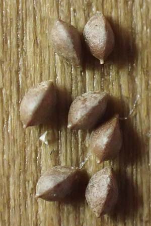 Carex pendula s.str. \ Westliche H�nge-Segge / Western Pendulous Sedge, Western Hanging Sedge, D Schriesheim 27.7.2022