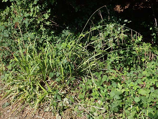Carex pendula s.str. \ Westliche H�nge-Segge / Western Pendulous Sedge, Western Hanging Sedge, D Odenwald, Mitlechtern 30.7.2022