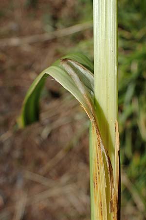 Carex pendula s.str. \ Westliche H�nge-Segge / Western Pendulous Sedge, Western Hanging Sedge, D Odenwald, Mitlechtern 30.7.2022