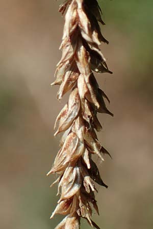Carex pendula s.str. \ Westliche H�nge-Segge / Western Pendulous Sedge, Western Hanging Sedge, D Odenwald, Mitlechtern 30.7.2022