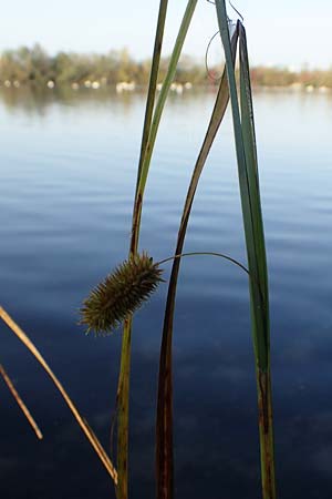 Carex pseudocyperus \ Zypergras-Segge, Scheinzyper-Segge / Cyperus Sedge, D Kehl 29.10.2022