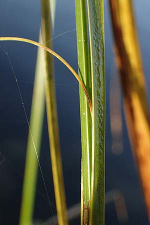 Carex pseudocyperus \ Zypergras-Segge, Scheinzyper-Segge / Cyperus Sedge, D Kehl 29.10.2022