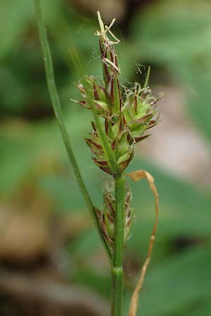 Carex pilulifera \ Pillen-Segge / Pill Sedge, D H&ouml;pfingen 20.5.2023