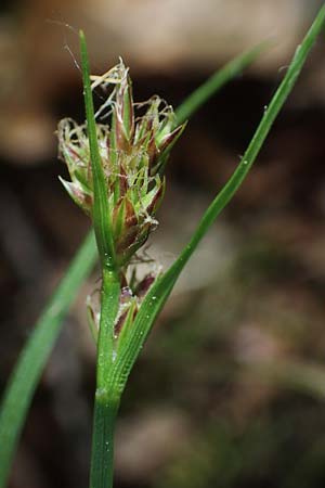 Carex pilulifera \ Pillen-Segge / Pill Sedge, D H&ouml;pfingen 20.5.2023