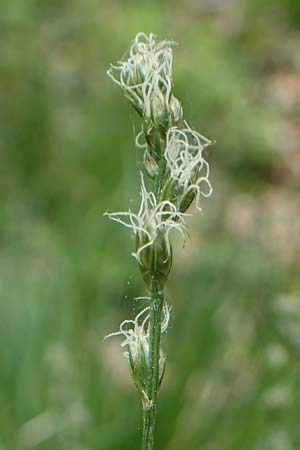 Carex polyphylla \ Unterbrochen�hrige Segge / Berkeley Sedge, Grassland Sedge, D H&ouml;pfingen 20.5.2023