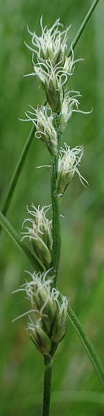 Carex polyphylla \ Unterbrochen�hrige Segge / Berkeley Sedge, Grassland Sedge, D H&ouml;pfingen 20.5.2023