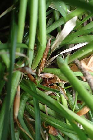 Carex polyphylla \ Unterbrochen�hrige Segge / Berkeley Sedge, Grassland Sedge, D H&ouml;pfingen 20.5.2023