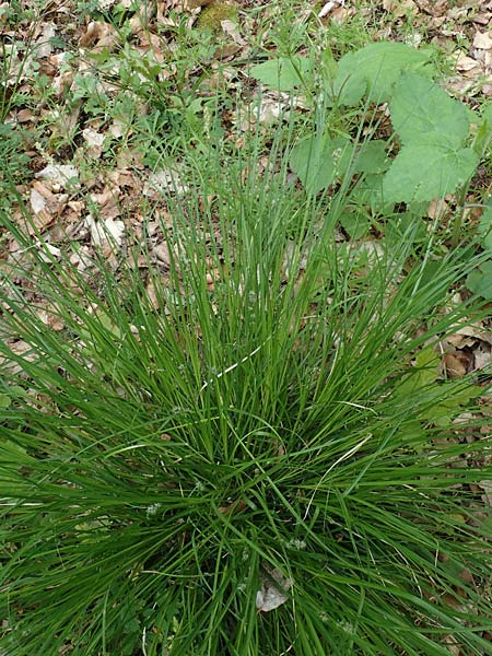 Carex polyphylla \ Unterbrochen�hrige Segge / Berkeley Sedge, Grassland Sedge, D H&ouml;pfingen 20.5.2023