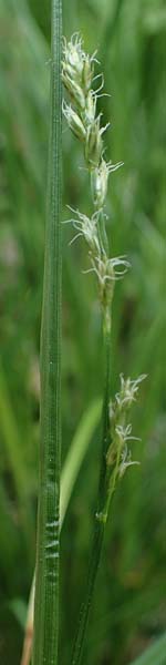 Carex polyphylla \ Unterbrochen�hrige Segge / Berkeley Sedge, Grassland Sedge, D H&ouml;pfingen 20.5.2023