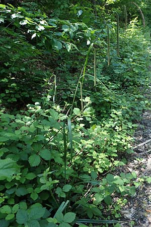 Carex pendula s.str. \ Westliche H�nge-Segge / Western Pendulous Sedge, Western Hanging Sedge, D Wachenheim 29.5.2023