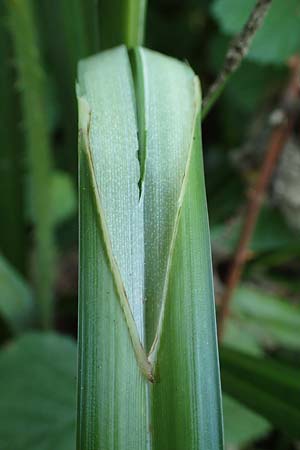Carex pendula s.str. \ Westliche H�nge-Segge / Western Pendulous Sedge, Western Hanging Sedge, D Wachenheim 29.5.2023