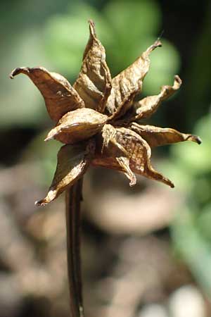Caltha palustris var. radicans \ Wurzelnde Sumpf-Dotterblume / Rooting Marsh Marigold, D Simmerath 5.6.2023