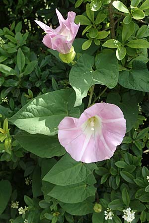 Calystegia pulchra \ Sch�ne Zaun-Winde / Hairy Bindweed, D Sachsen-Anhalt, Hornburg 17.6.2023