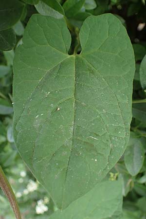 Calystegia pulchra \ Sch�ne Zaun-Winde / Hairy Bindweed, D Sachsen-Anhalt, Hornburg 17.6.2023