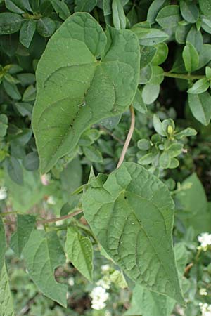 Calystegia pulchra \ Sch�ne Zaun-Winde / Hairy Bindweed, D Sachsen-Anhalt, Hornburg 17.6.2023