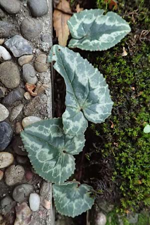 Cyclamen purpurascens \ Europ�isches Alpenveilchen / Cyclamen, D Pforzheim 28.10.2023