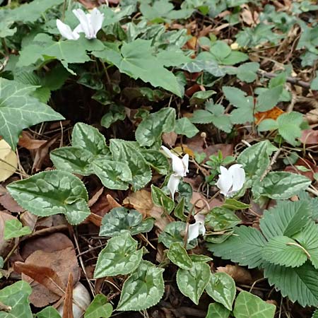 Cyclamen purpurascens \ Europ�isches Alpenveilchen / Cyclamen, D Pforzheim 28.10.2023