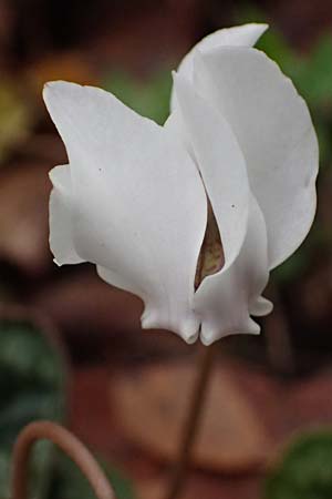 Cyclamen purpurascens \ Europ�isches Alpenveilchen / Cyclamen, D Pforzheim 28.10.2023