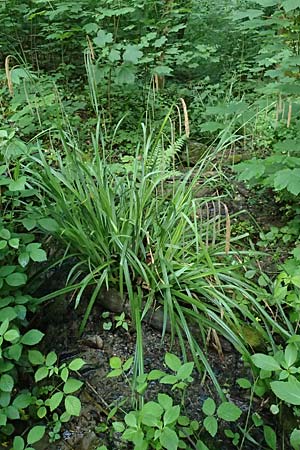 Carex pendula s.str. \ Westliche H�nge-Segge / Western Pendulous Sedge, Western Hanging Sedge, D Zwingenberg an der Bergstra&szlig;e 4.5.2025