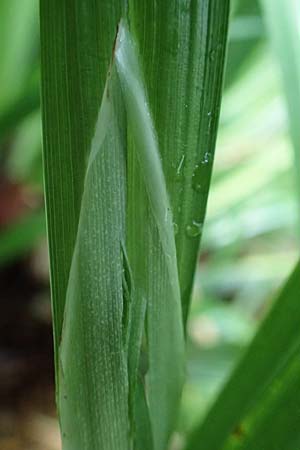 Carex pendula s.str. \ Westliche H�nge-Segge / Western Pendulous Sedge, Western Hanging Sedge, D Zwingenberg an der Bergstra&szlig;e 4.5.2025