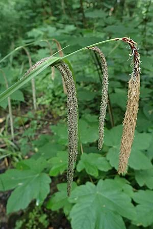 Carex pendula s.str. \ Westliche H�nge-Segge / Western Pendulous Sedge, Western Hanging Sedge, D Zwingenberg an der Bergstra&szlig;e 4.5.2025