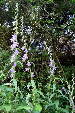 Campanula rapunculoides \ Acker-Glockenblume / Creeping Bellflower, D Kellenbach 7.7.2008
