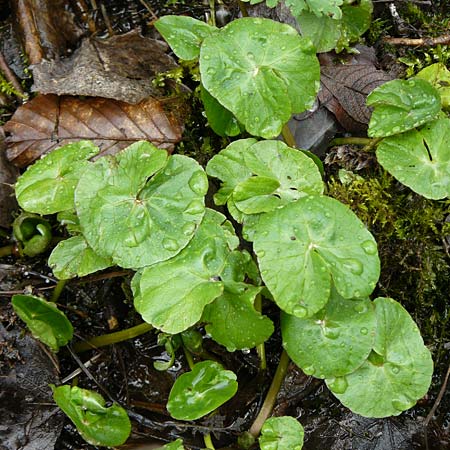 Caltha palustris var. radicans \ Wurzelnde Sumpf-Dotterblume / Rooting Marsh Marigold, D Simmerath 17.4.2023