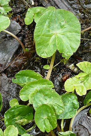 Caltha palustris var. radicans \ Wurzelnde Sumpf-Dotterblume / Rooting Marsh Marigold, D Simmerath 17.4.2023