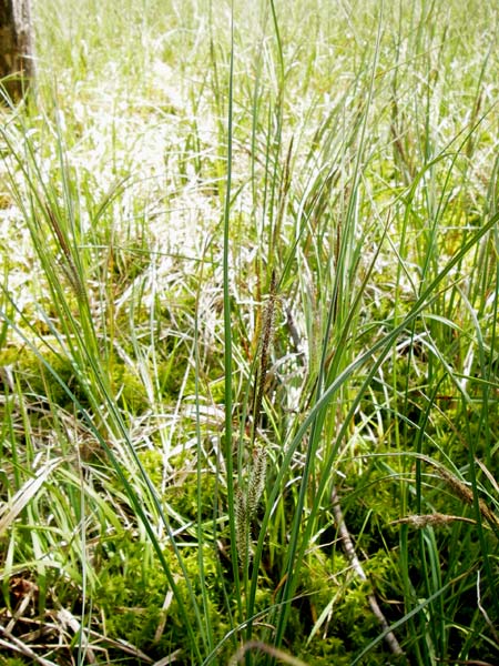 Carex rostrata \ Schnabel-Segge / Bottle Sedge, D Schwarzwald/Black-Forest, Kaltenbronn 8.6.2013