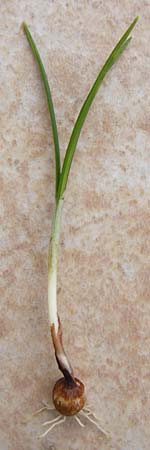 Crocus vernus s.l. \ Fr�hlings-Krokus / Spring Crocus, D Mannheim 1.2.2015