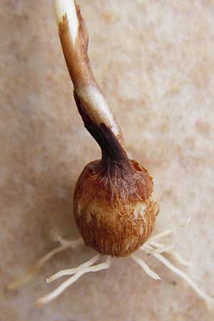 Crocus vernus s.l. \ Fr�hlings-Krokus / Spring Crocus, D Mannheim 1.2.2015