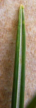 Crocus vernus s.l. \ Fr�hlings-Krokus / Spring Crocus, D Mannheim 1.2.2015