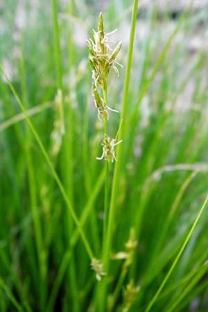 Carex remota \ Winkel-Segge / Remote Sedge, D Schriesheim-Altenbach 7.5.2015