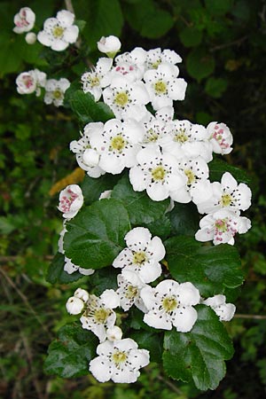 Crataegus laevigata \ Zweigriffeliger Wei�dorn / Midland Hawthorn, Woodland Hawthorn, D N&uuml;dlingen 9.5.2015
