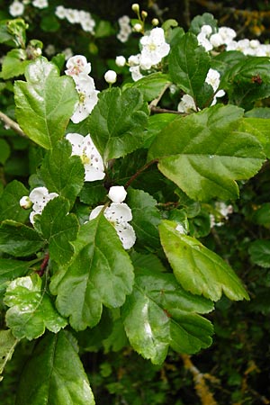 Crataegus laevigata \ Zweigriffeliger Wei�dorn / Midland Hawthorn, Woodland Hawthorn, D N&uuml;dlingen 9.5.2015