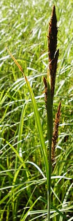 Carex riparia \ Ufer-Segge / Great Pond Sedge, D Gro&szlig;-Gerau 25.6.2015