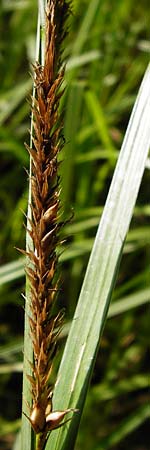 Carex riparia \ Ufer-Segge / Great Pond Sedge, D Gro&szlig;-Gerau 25.6.2015