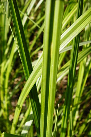 Carex riparia \ Ufer-Segge / Great Pond Sedge, D Gro&szlig;-Gerau 25.6.2015