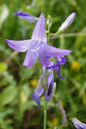 Campanula rapunculus \ Rapunzel-Glockenblume / Rampion Bellflower, D Odenwald, Unterflockenbach 27.6.2015