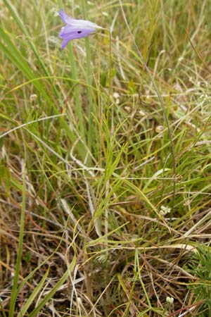 Campanula rotundifolia \ Rundbl�ttrige Glockenblume / Harebell, D Eching 25.7.2015