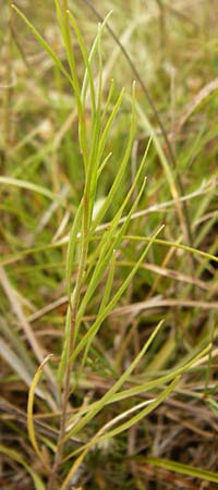 Campanula rotundifolia \ Rundbl�ttrige Glockenblume / Harebell, D Eching 25.7.2015