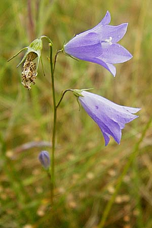 Campanula rotundifolia \ Rundbl�ttrige Glockenblume / Harebell, D Eching 25.7.2015